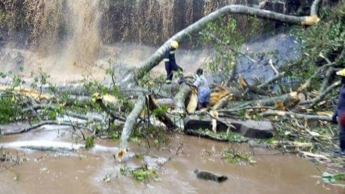 В Гане упавшее у водопада дерево убило 20 человек