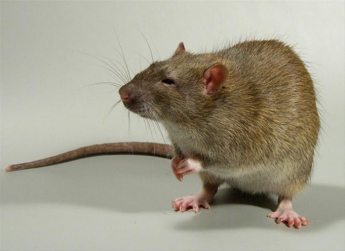 Крысиный набег на многоэтажку выложили в сеть (ВИДЕО)