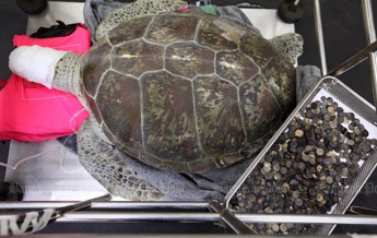 В Таиланде умерла съевшая 915 монет черепаха (видео)