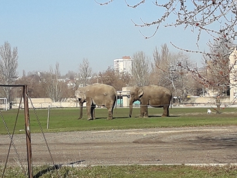 Курьезы. В Мелитополе по стадиону гуляют слоны (фото)