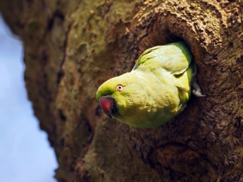 Индийские попугаи-наркоманы уничтожают посевы опийного мака (видео)
