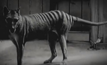 В Австралии сняли животное, похожее на вымершего сумчатого волка (видео)