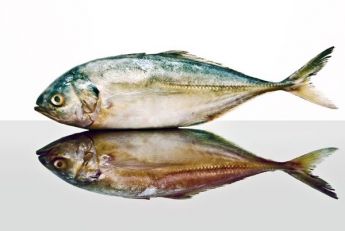 10 видів риби, яку не можна їсти