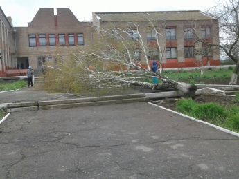 На школьный двор упало огромное дерево (фото)