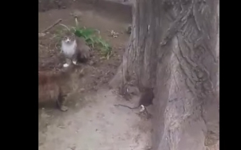 Огромная крыса атакует кота в Одессе (видео)