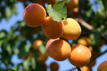 Садоводы дали прогнозы на урожай черешни и персика (видео)