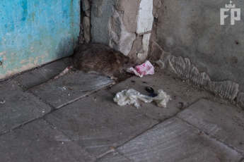 Огромные крысы заполонили двор многоэтажки (фото)