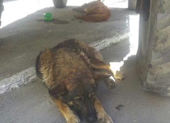 На собак КП «Жилмассив» и их владельцев поступила жалоба в полицию (фото)