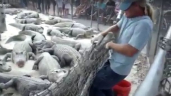 Видеошок: крокодил заглотил руку дрессировщика