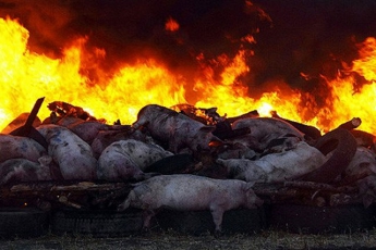 Под Мелитополем сожгут 125 свиней