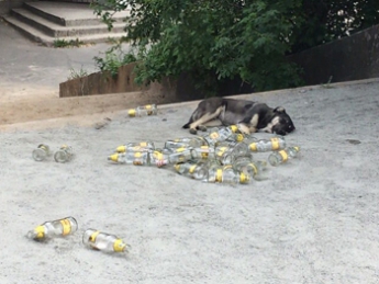 Курьезы. После пива собаки спят без задних ног (фото)