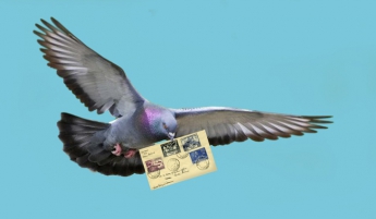 В Кувейте поймали голубя-курьера c полным рюкзачком наркотиков (фото)
