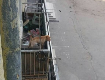Мужчина несколько дней удерживает на балконе собаку без еды и воды (фото, видео)