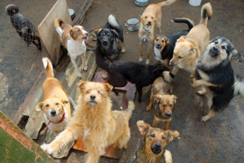 Депутат городского совета рассказал, как содержит больше 30-ти собак (видео)