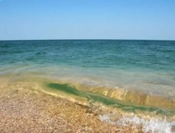 Необычного морского обитателя нашли в Азовском море (видео)