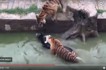 В Китае разгневанные инвесторы зоопарка на глазах посетителей бросили тиграм живого осла. ВИДЕО