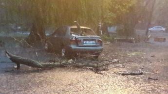 Дерево упало на автомобиль, припаркованный во дворе многоэтажки (фото)
