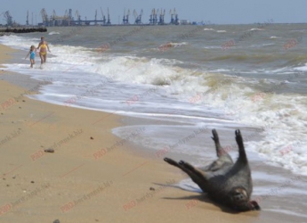 На бердянский пляж выкинуло мертвого кабана (Фото)