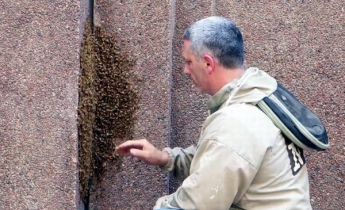 В Нью-Йорке пчелиная королева привела рой к небоскребу - видео