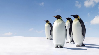 В Антарктике нашли 118-летнюю картину, лежавшую под слоем пингвиньего гуано