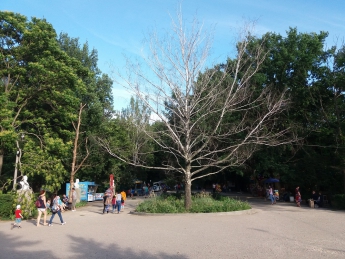 Памятник сухостою. В центральном парке "берегут" высохшую березу (фото)