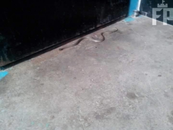 В подъезд многоэтажки залезла змея (фото)