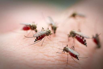 Ученые назвали самую "вкусную" для комаров группу крови