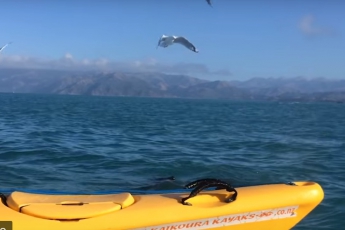 Туристы запечатлели драку морского льва с гигантским осьминогом (видео)