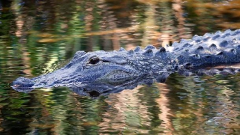 В США аллигатор съел упавшего в болото летчика