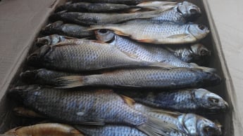Торговцев рыбой ждут в исполкоме из-за ботулизма