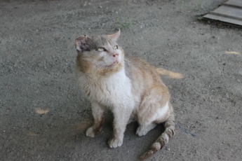 В Запорожской области сняли кота, который балдеет от гимна Украины