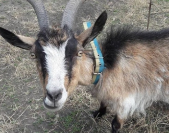 В Запорожской области замечена коза-патриотка (ФОТО)