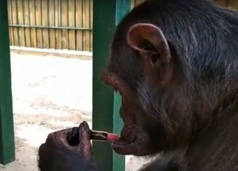 Шимпанзе в бердянском зоопарке красит губы, как истинная леди (видео)