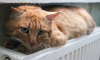 Киевлянин получил 6 месяцев ареста за издевательство над котом