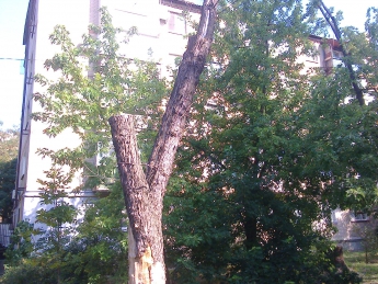 Высохшее дерево коммунальщики спилят спустя несколько лет (фото)