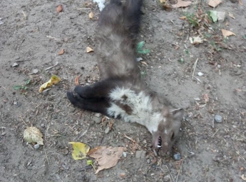 В Мелитополе нашли труп необычного животного (фото)