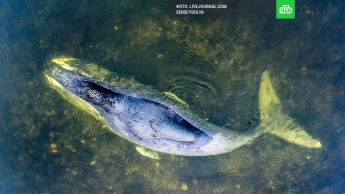 На Дальнем Востоке в устье реки застрял гренландский кит (видео)