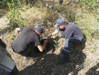 Как спасатели доставали козленка из колодца со смолой (фото)