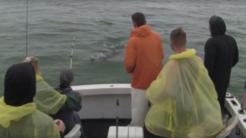 Видеошок: огромная акула выпрыгнула из воды и съела окуня с крючка