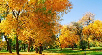 Гидрометцентр: 1 сентября в Украине наступит календарная и фактическая осень