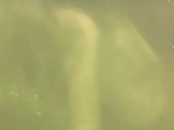 Глубины запорожской реки запечатлели на видео