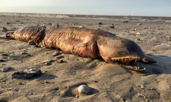 Ураган "Харви" выбросил на побережье Техаса неизвестное животное