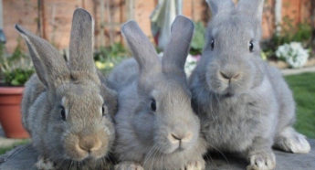 В Венесуэле из-за голода власти страны призвали разводить кроликов для еды
