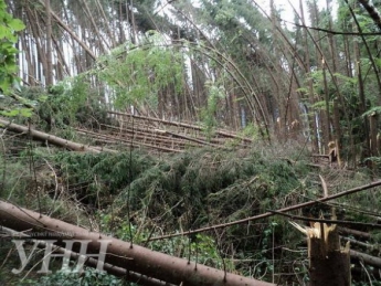 ФОТОФАКТ. Ураган на Закарпатье повалил более 300 гектаров леса