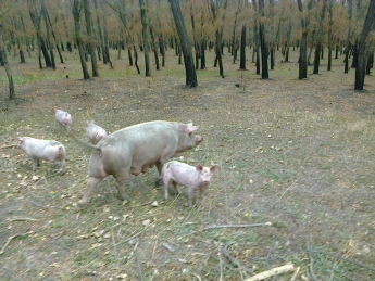 Курьезы. По лесопарку гуляет домашняя свинья с выводком (фото)