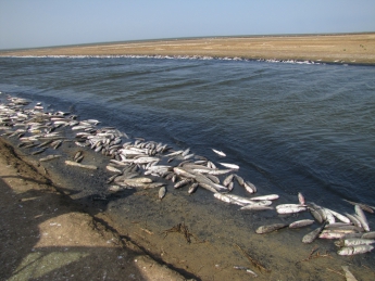 Кто за гибель рыбы отвечать будет? Видео с места экологического бедствия (видео)