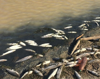 Берег лимана усеян дохлой рыбой – ее уже никто не собирает (фото, видео)