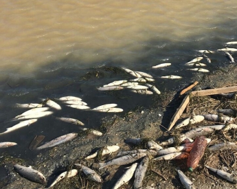 Почему дохлую рыбу не убирают с побережья Молочного лимана (фото, видео)
