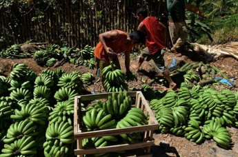 В ООН бьют тревогу: на носу банановая катастрофа
