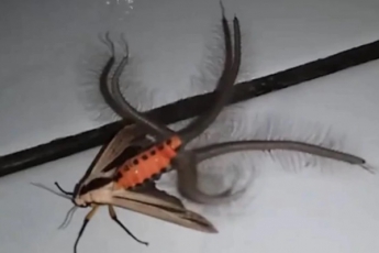 Тікай – це прибулець: незвичайна комаха вразила мережу (відео)